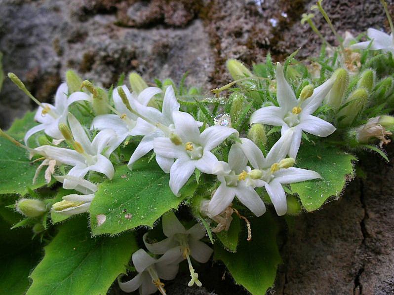 Campanula elatinoides /  Campanula di Lombardia